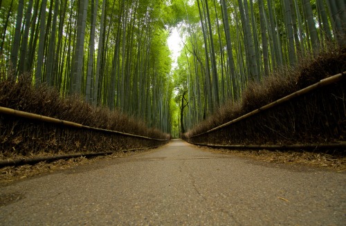 Sagano-bamboo-forest-Kyoto